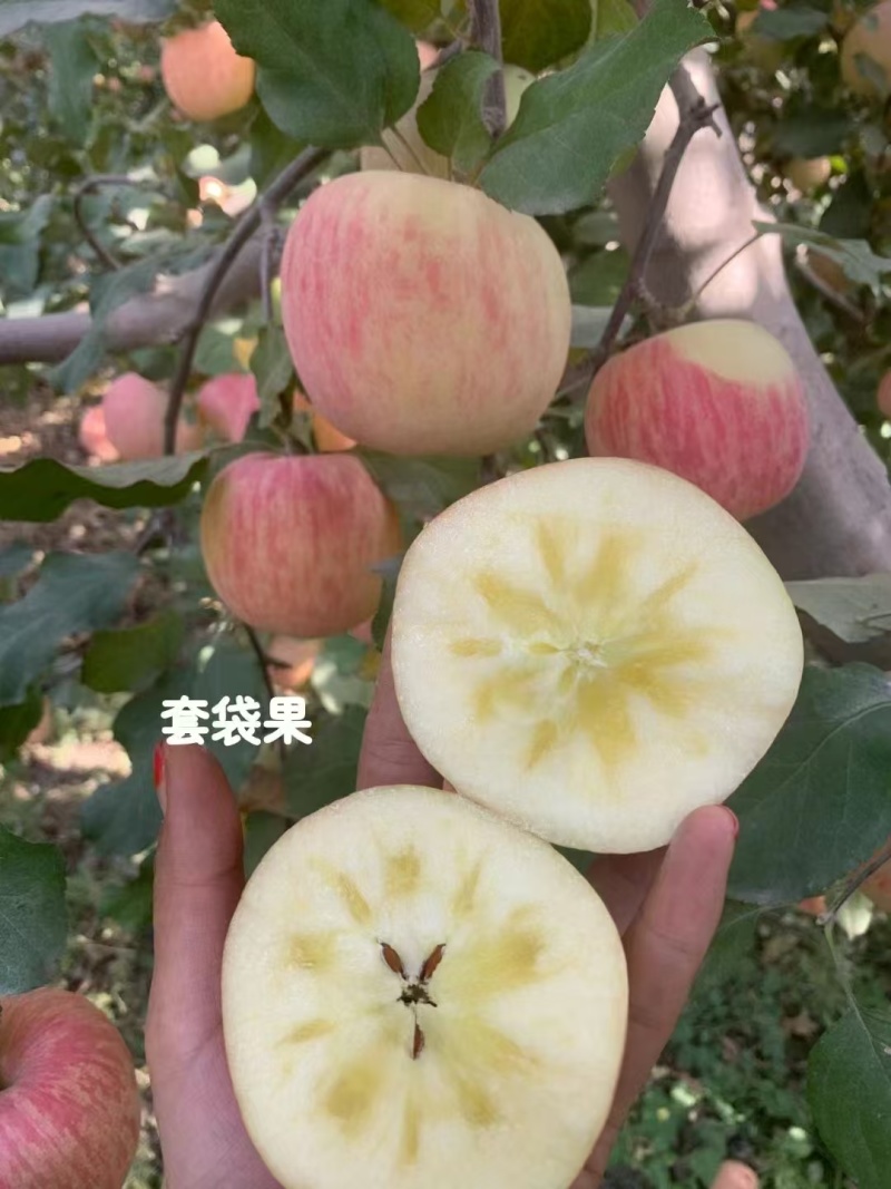 阿克苏苹果，苹果中精选，新疆产地直供，欢迎联系。