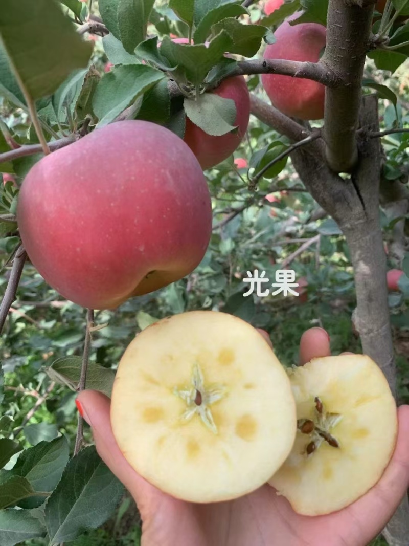 阿克苏苹果，苹果中精选，新疆产地直供，欢迎联系。
