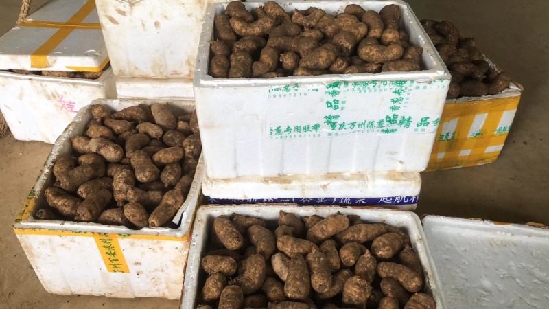 重庆巫溪鲜天麻