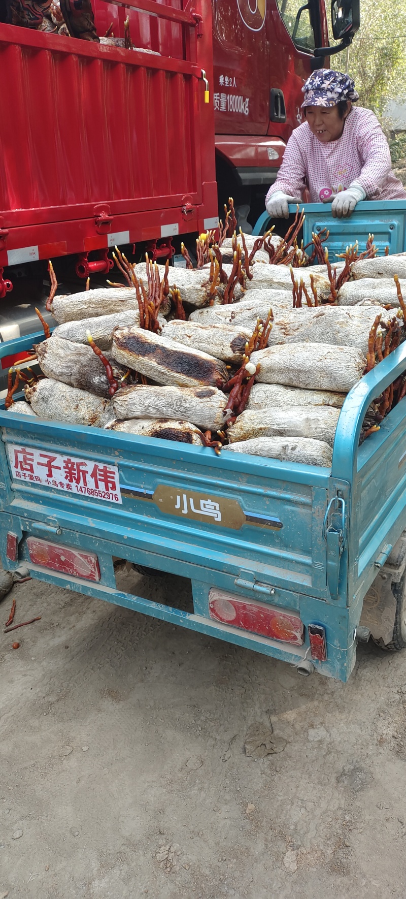 灵芝菌包带着灵芝灵芝基地征地用价格便宜