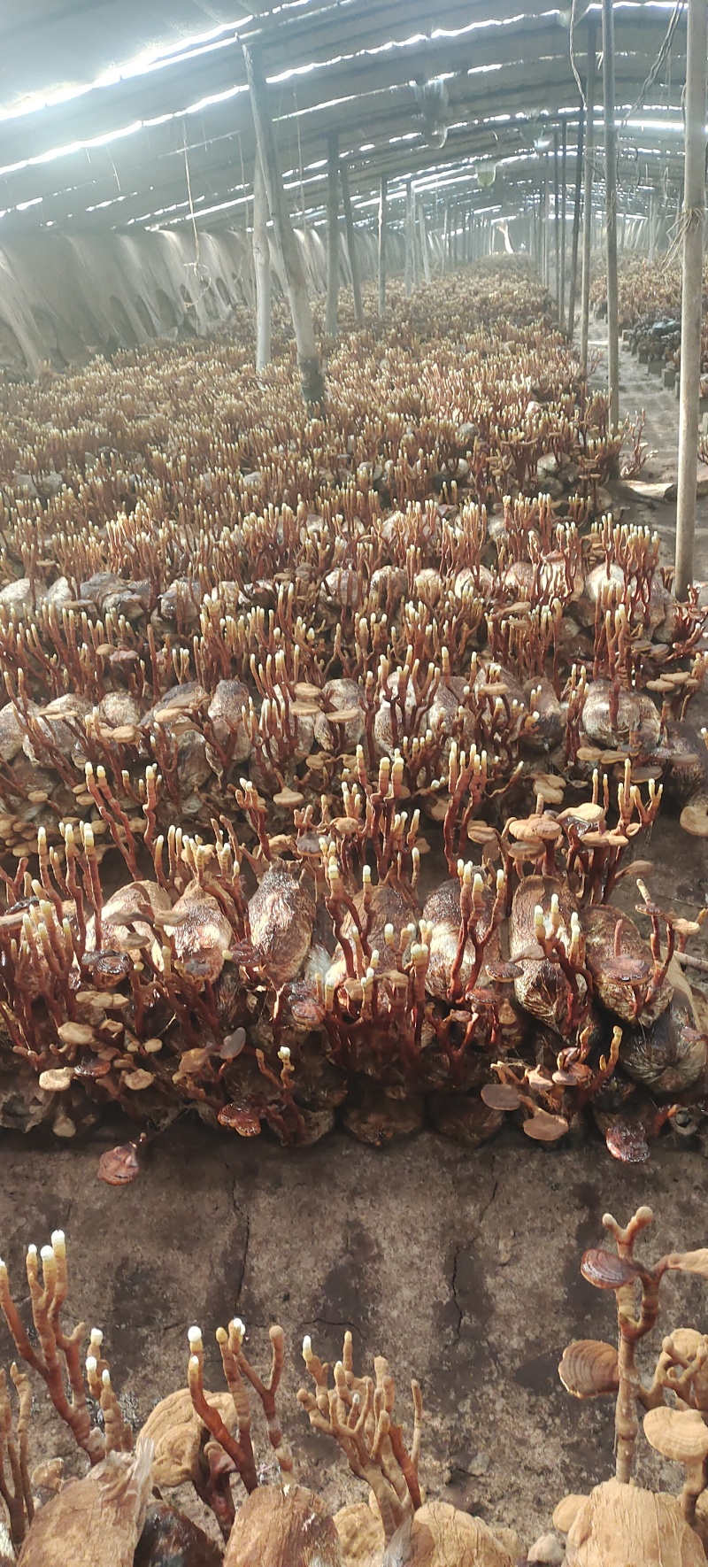 灵芝菌包带着灵芝灵芝基地征地用价格便宜