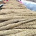 榆林沙地白玉