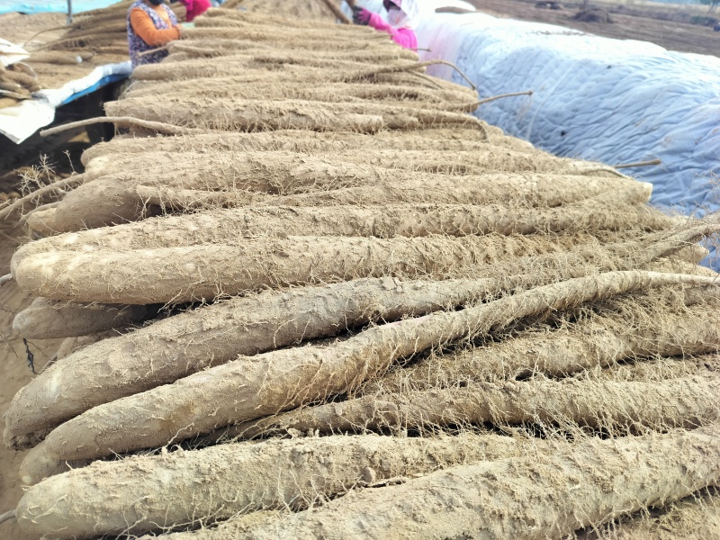 榆林沙地白玉