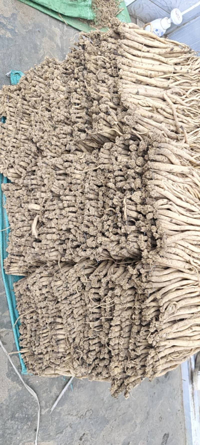 岷县白条党参精品网店**无硫自然风干白条党参