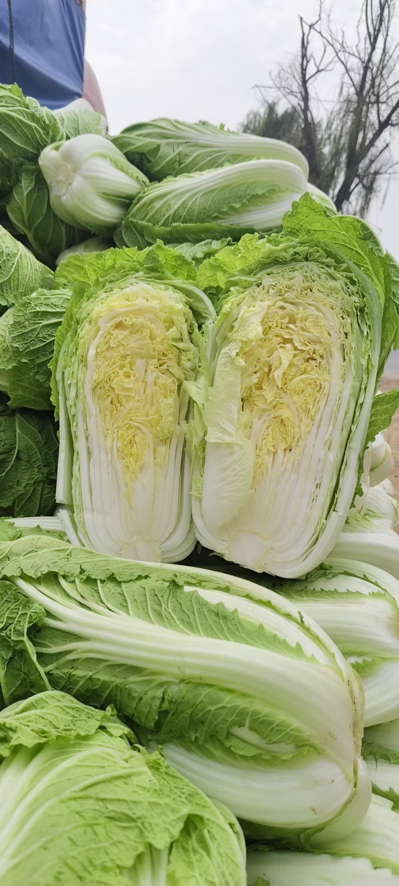精品青杂三号，大量上市对接商超市场食堂欢迎联系