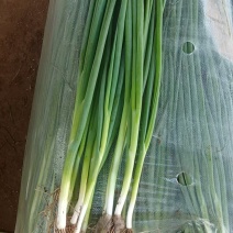 精品小葱，精品香葱，百亩基地货