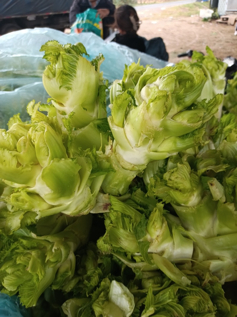 儿菜，多子菜，万亩基地，大量供应中，诚信经营，欢