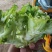 儿菜，多子菜，万亩基地，大量供应中，诚信经营，欢