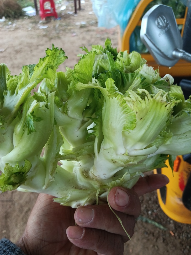 儿菜，多子菜，万亩基地，大量供应中，诚信经营，欢