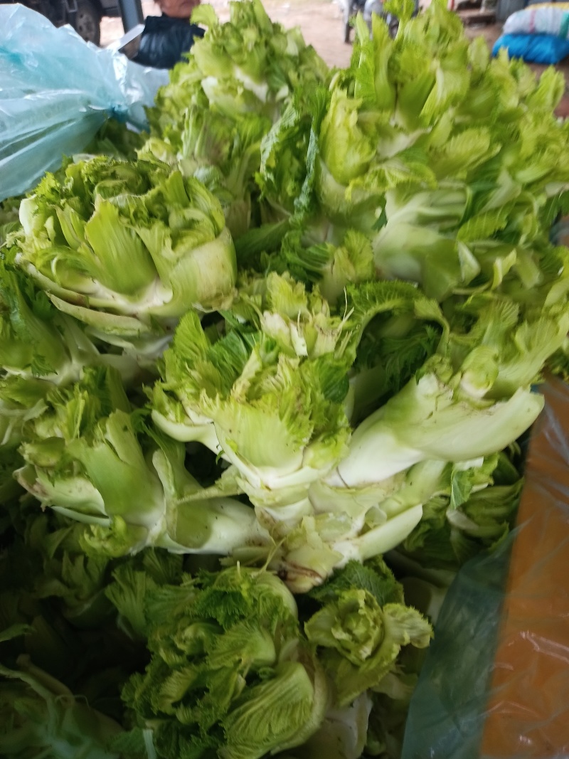 儿菜，多子菜，万亩基地，大量供应中，诚信经营，欢