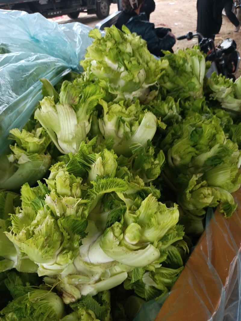 儿菜，多子菜，万亩基地，大量供应中，诚信经营，欢