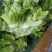 儿菜，多子菜，万亩基地，大量供应中，诚信经营，欢