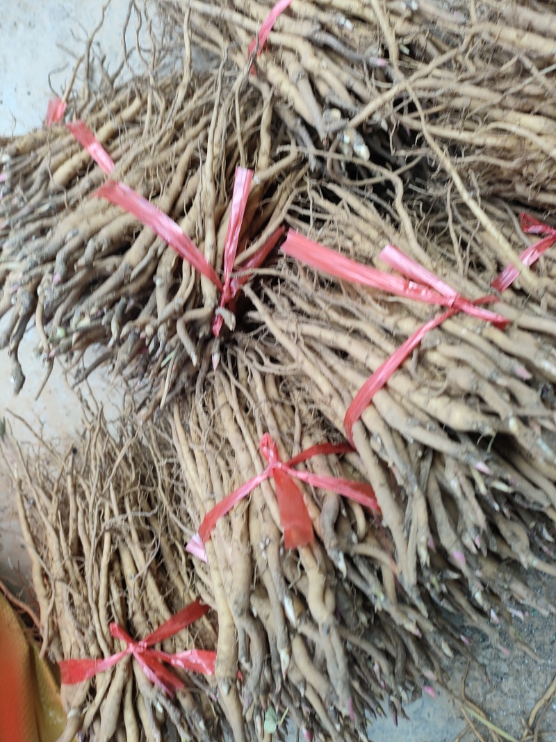 药用，油用牡丹苗，精品牡丹苗