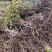 【正宗】户太八号葡萄苗苗圃现挖苗品种纯正死苗补发