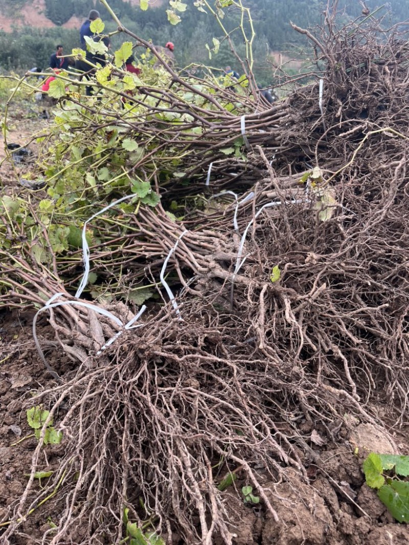 【正宗】户太八号葡萄苗苗圃现挖苗品种纯正死苗补发