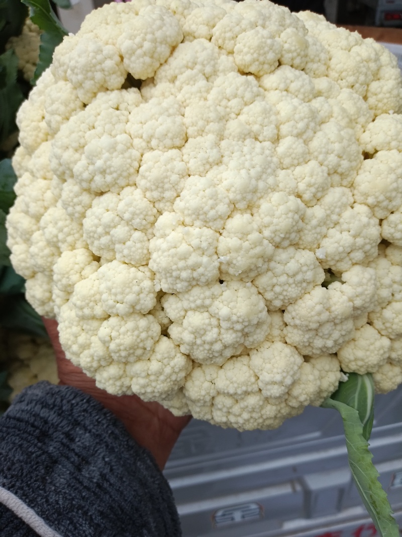 菜花，白面青梗小米粒有机花菜，散花，欢迎新老客户订购，