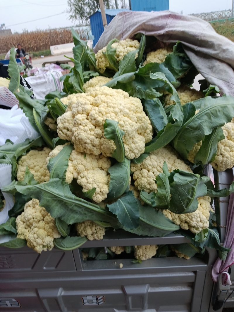 菜花，白面青梗小米粒有机花菜，散花，欢迎新老客户订购，