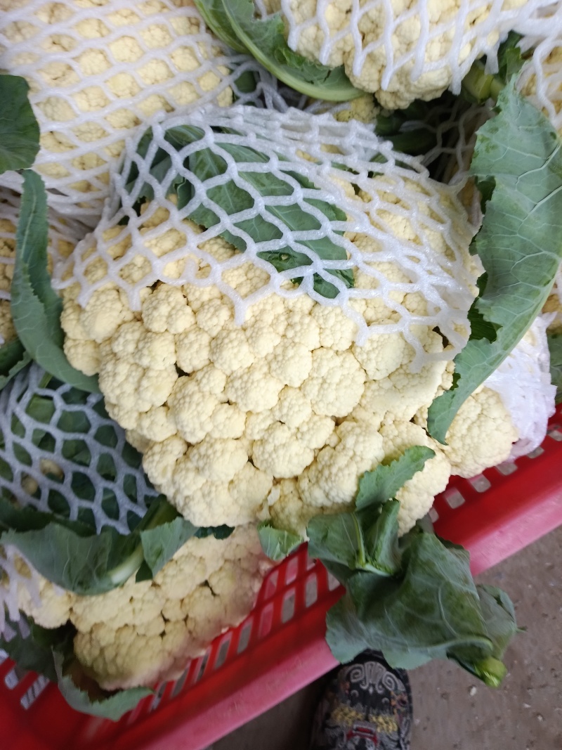 菜花，白面青梗小米粒有机花菜，散花，欢迎新老客户订购，
