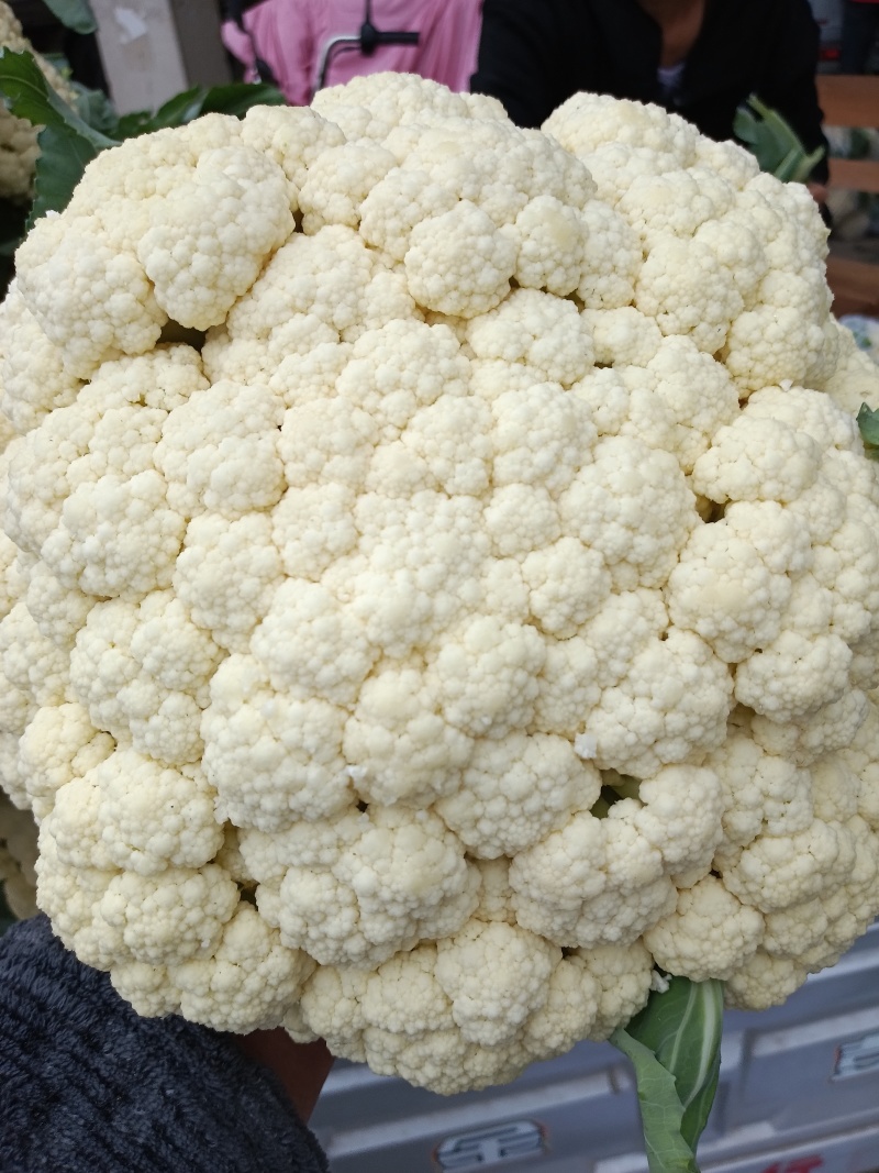 菜花，白面青梗小米粒有机花菜，散花，欢迎新老客户订购，