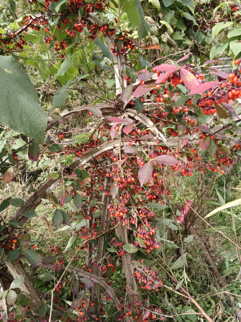 鬼剑羽，卫矛，八树，土球截杆，可快递