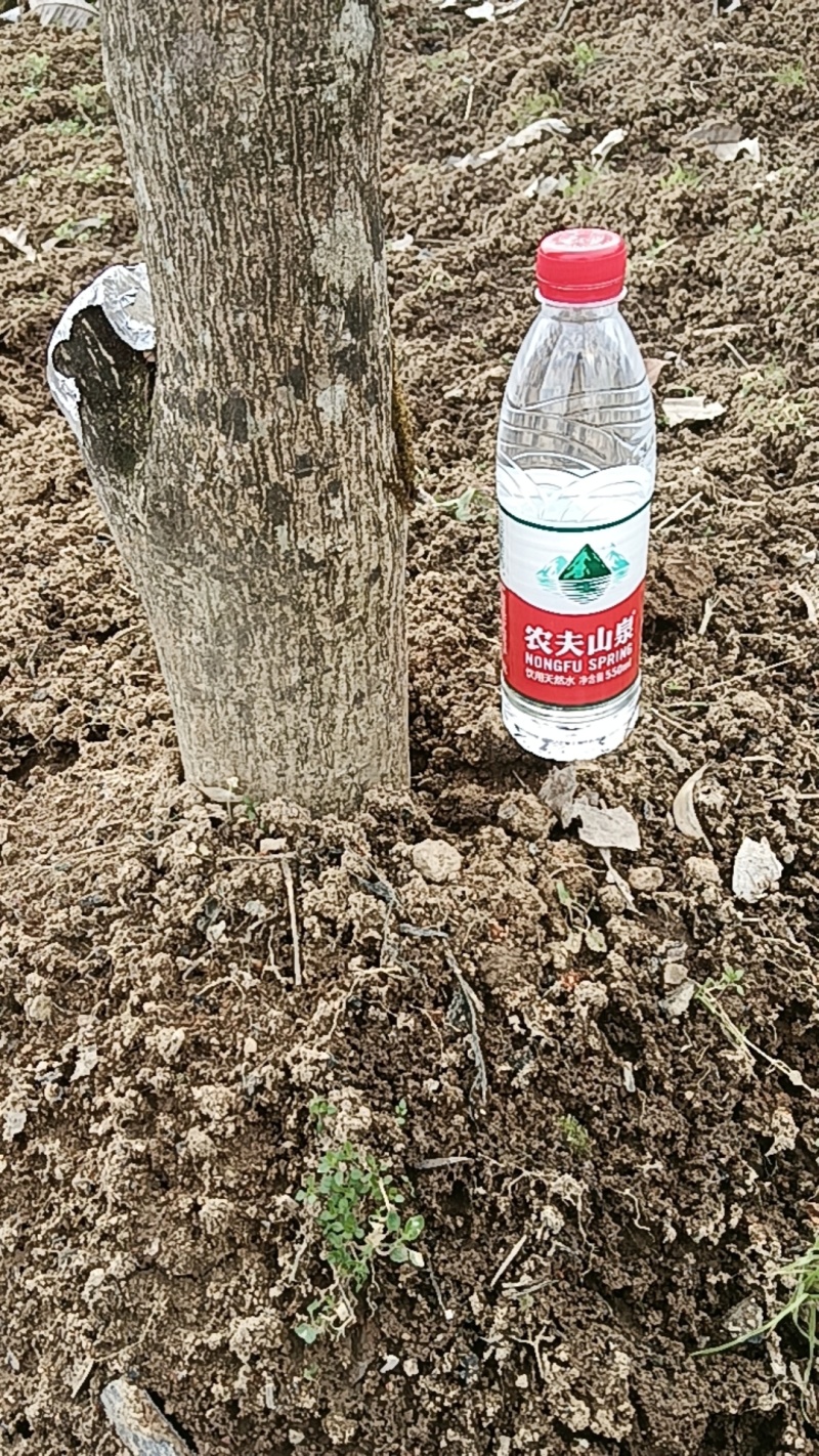 鬼剑羽，卫矛，八树，土球截杆，可快递