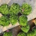 欧洲石竹花镜植物道路小区别墅绿化用苗