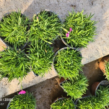 欧洲石竹花镜植物道路小区别墅绿化用苗