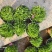 欧洲石竹花镜植物道路小区别墅绿化用苗