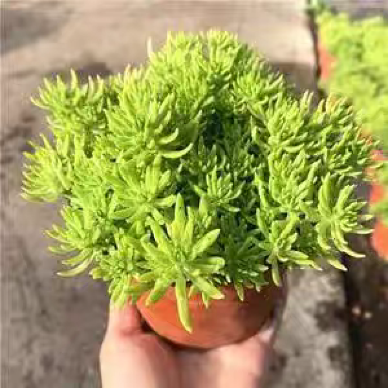 欧洲石竹花镜植物道路小区别墅绿化用苗