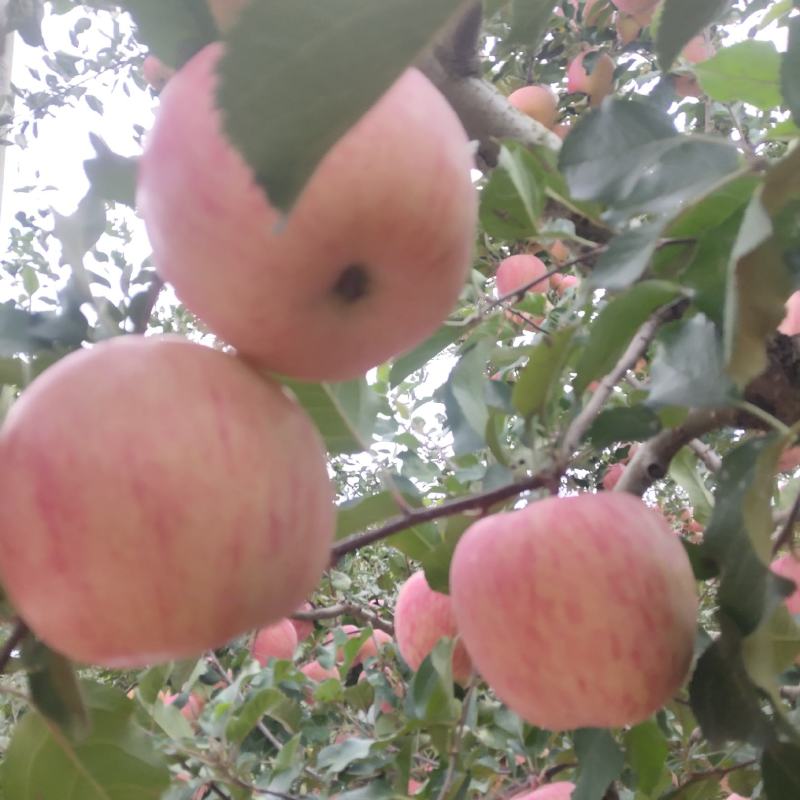 富士苹果