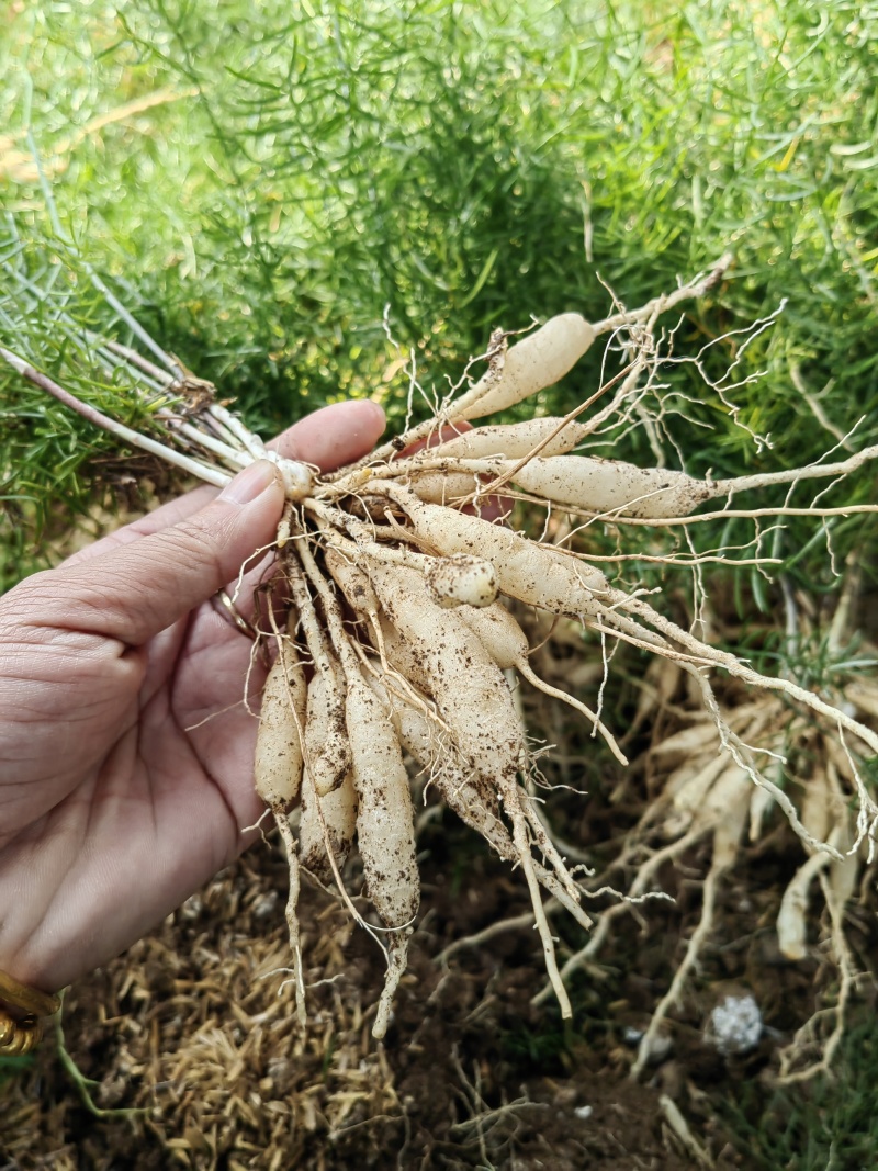 基地一手货源，8个薯以上的优质种苗