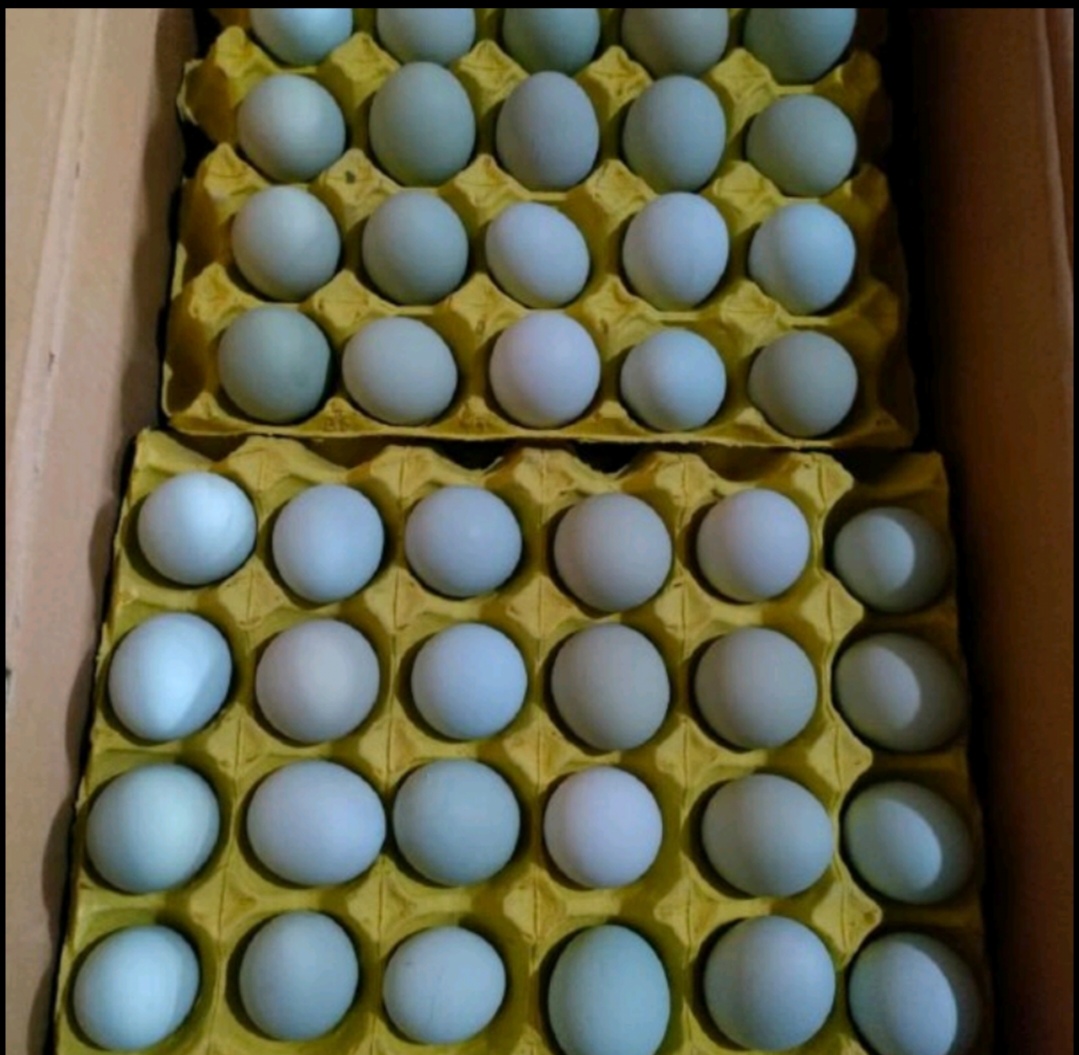 鸡蛋包装上的认证标识示例