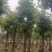 骨架秋枫12～20公分基地直发规格齐全质量优质