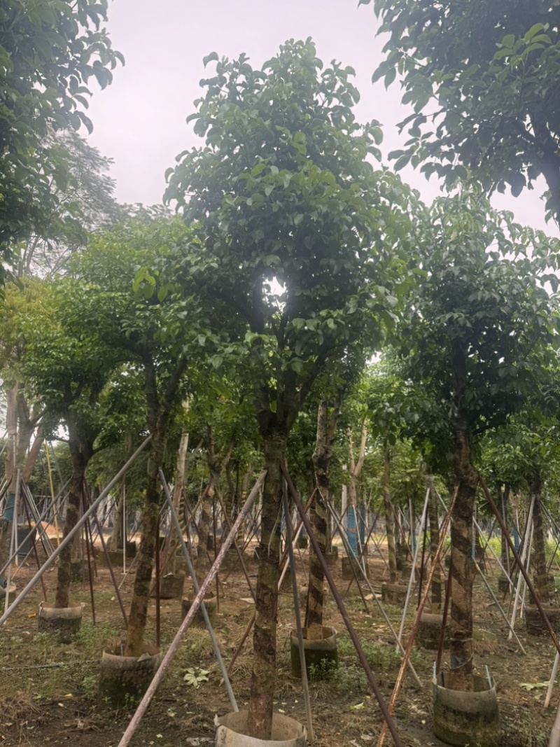 骨架秋枫12～20公分基地直发规格齐全质量优质