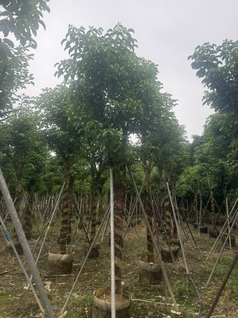 骨架秋枫12～20公分基地直发规格齐全质量优质