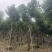 骨架秋枫12～20公分基地直发规格齐全质量优质