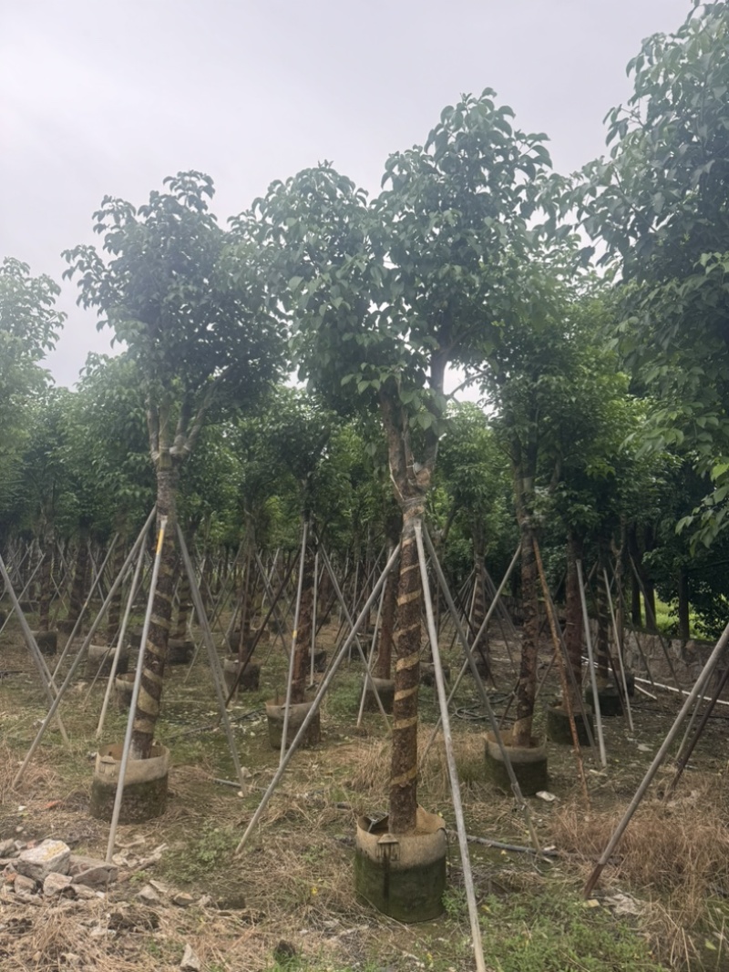 骨架秋枫12～20公分基地直发规格齐全质量优质