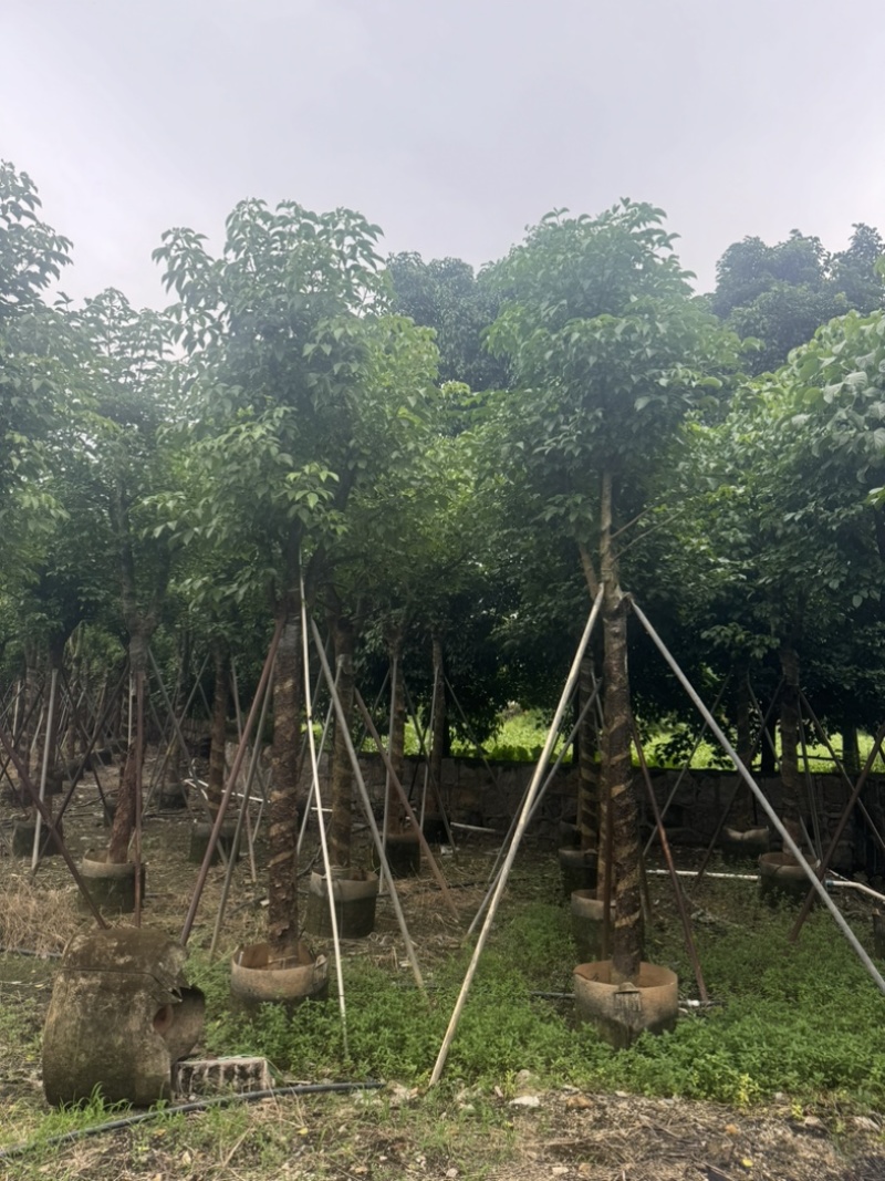 骨架秋枫12～20公分基地直发规格齐全质量优质