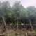 骨架秋枫12～20公分基地直发规格齐全质量优质