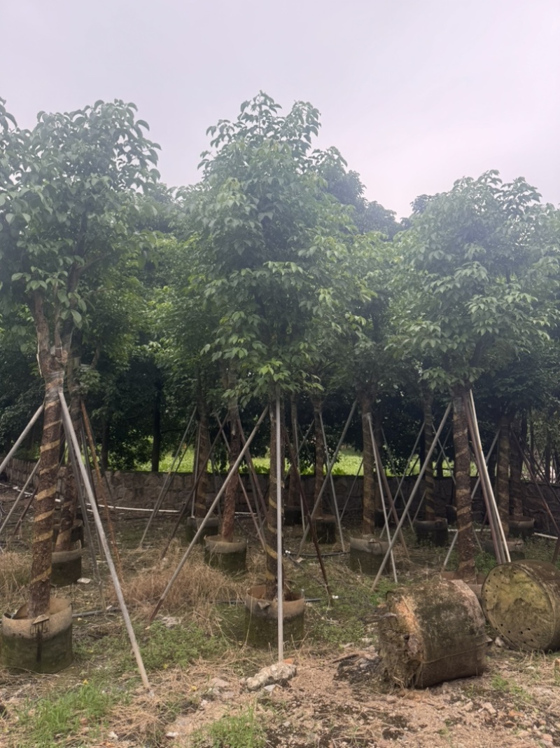 骨架秋枫12～20公分基地直发规格齐全质量优质