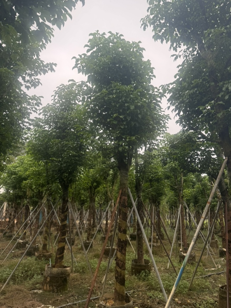 骨架秋枫12～20公分基地直发规格齐全质量优质