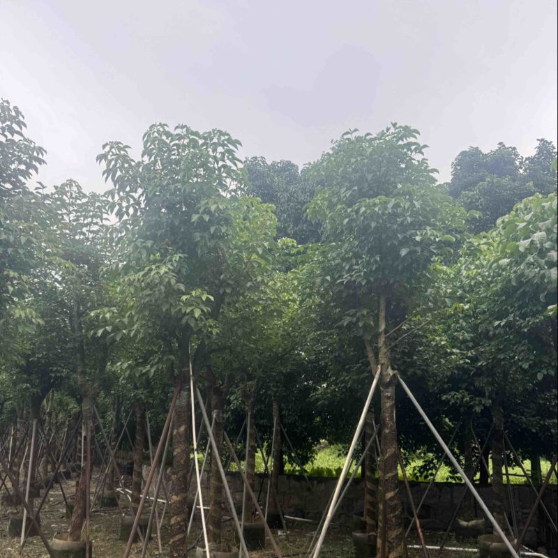 骨架秋枫12～20公分基地直发规格齐全质量优质