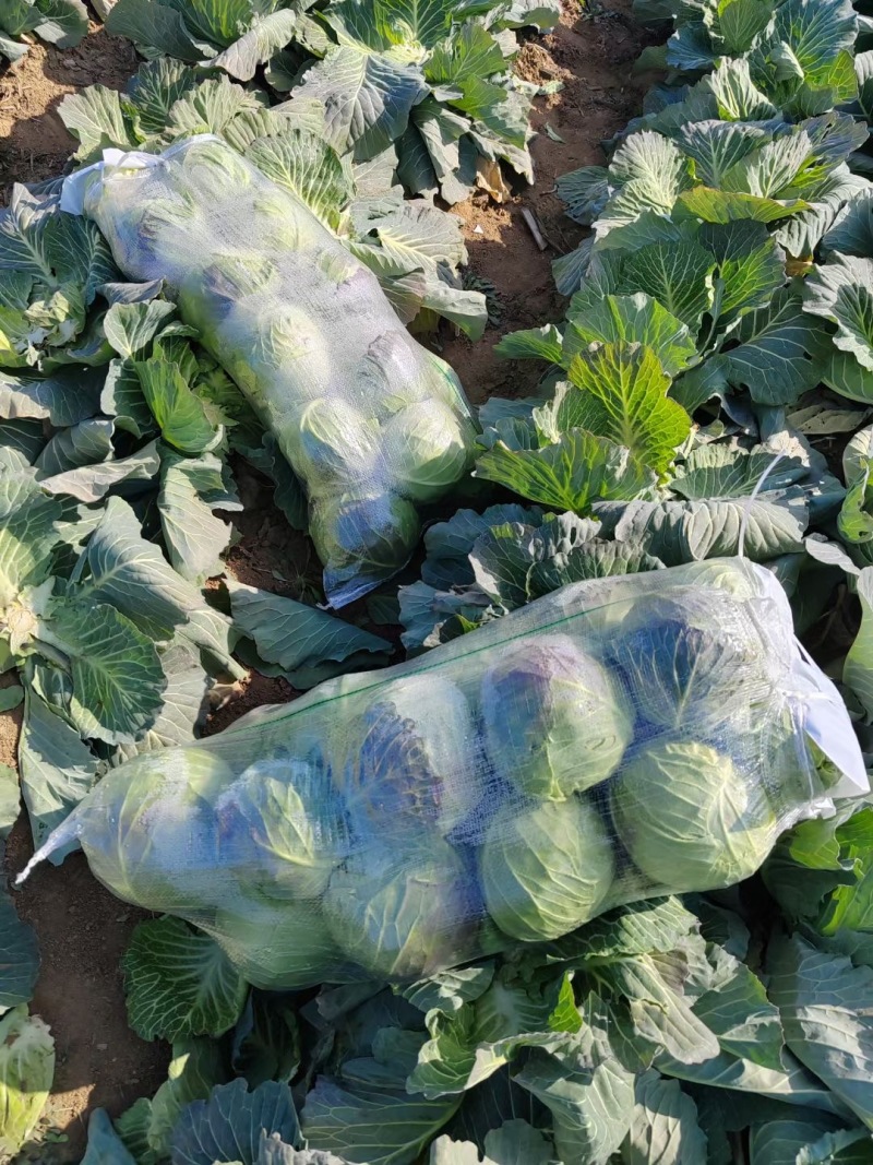 甘蓝，湖北甘蓝，产地直发，大量出货，诚信经营