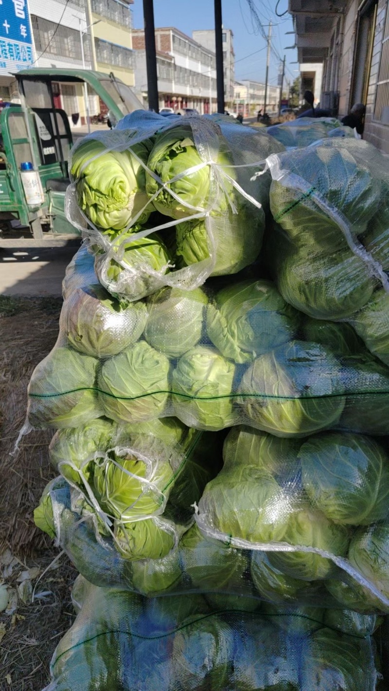 甘蓝，湖北甘蓝，产地直发，大量出货，诚信经营