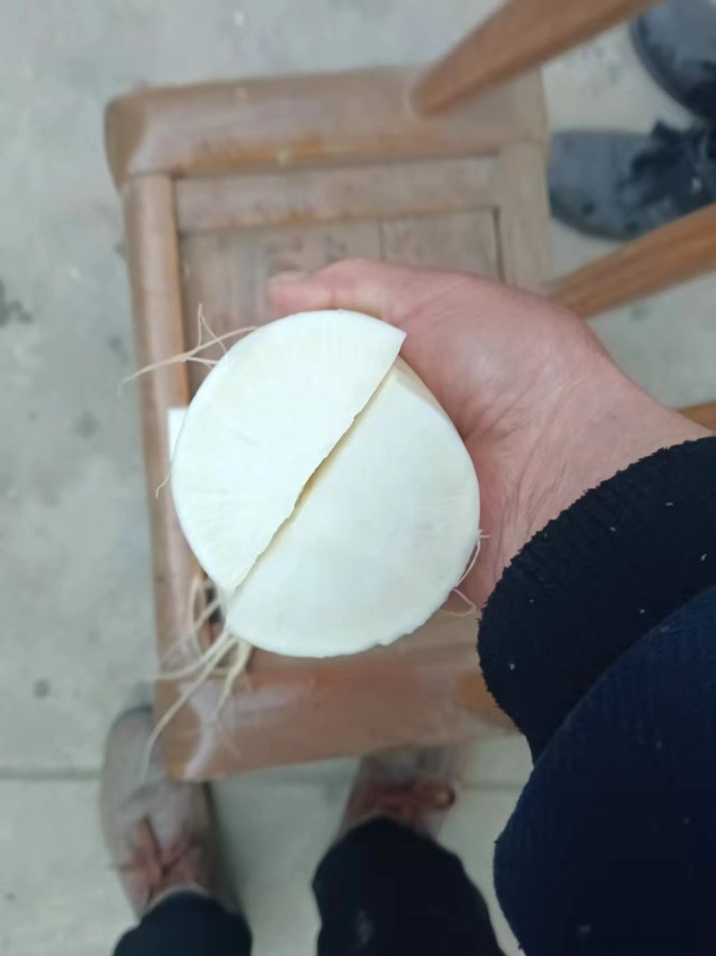 白萝卜，湖北白萝卜，产地直发，大量供应，诚信经营
