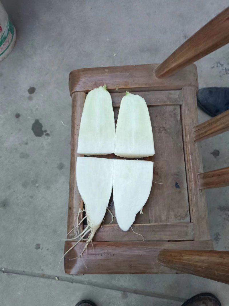 白萝卜，湖北白萝卜，产地直发，大量供应，诚信经营