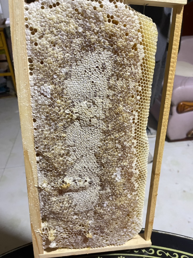 甘肃省定西市岷县野生土蜂蜜懂货的看过来