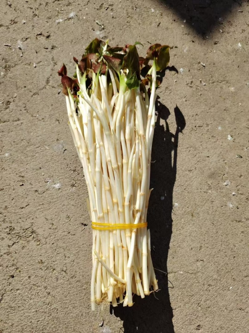 折耳根嫩芽鱼腥草鱼腥草嫩芽折耳根芽