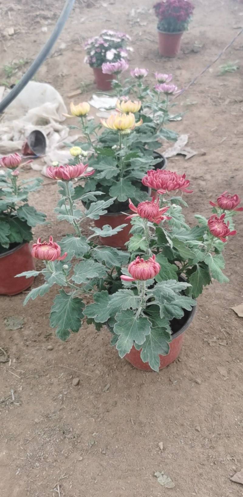 菊花，球菊，自产自销，多年生植物，耐寒耐热，适合全国各地