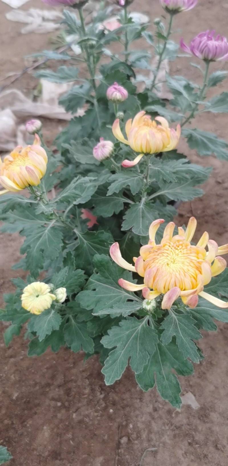菊花，球菊，自产自销，多年生植物，耐寒耐热，适合全国各地